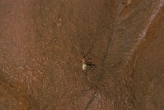 Hadenoecus subterraneus