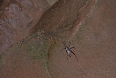 Hadenoecus subterraneus