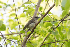Pachycephala simplex