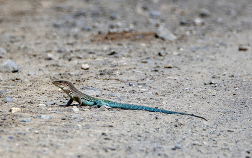 Ameiva reticulata