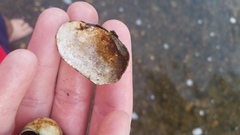 Venustaconcha ellipsiformis