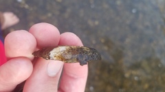 Venustaconcha ellipsiformis