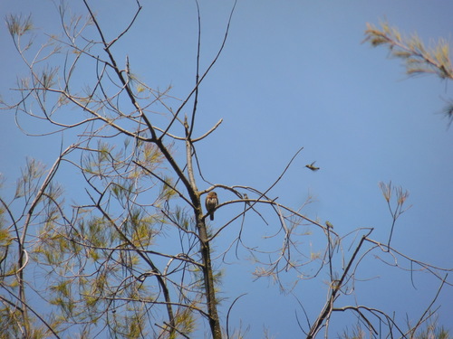 Glaucidium gnoma