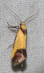 Crepidosceles timalphes