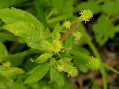 Ranunculus parviflorus