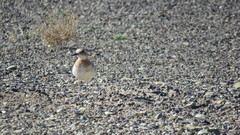 Charadrius leschenaultii