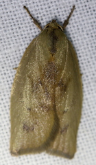 Cryptolechia triphaenatella