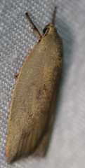 Cryptolechia triphaenatella