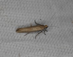 Ypsolopha unicipunctella