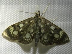 Anania coronata