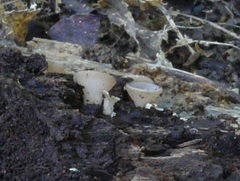Leotiomycetes