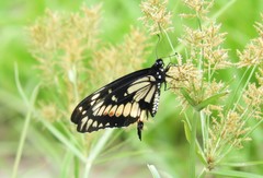 Papilio hellanichus