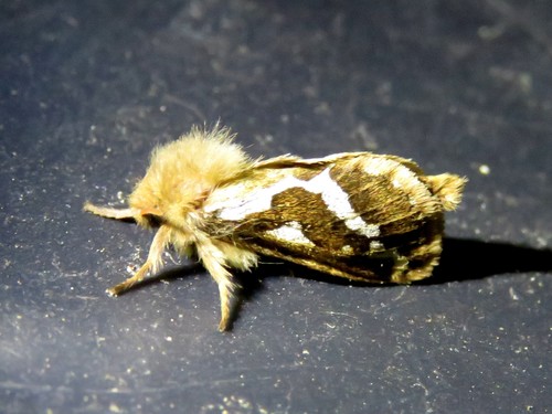 Common Swift Moth photo 5