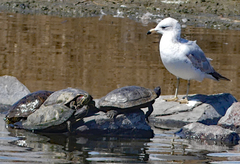 Larus delawarensis