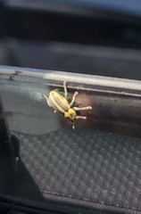 Eudiagogus