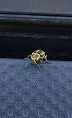 Eudiagogus