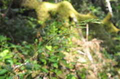 Melica subulata