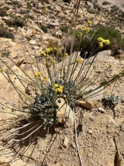 Eriogonum nudum westonii