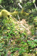 Melica subulata