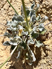 Eriogonum nudum westonii