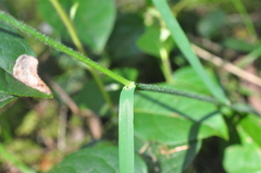Melica subulata