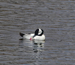 Bucephala albeola