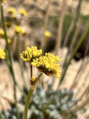 Eriogonum nudum westonii