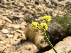 Eriogonum nudum westonii