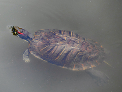 Trachemys scripta elegans