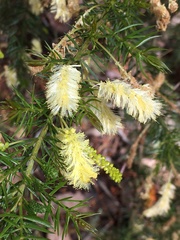 Acacia verticillata