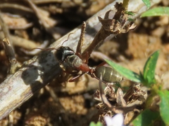 Camponotus blandus