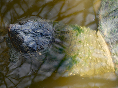 Chelydra serpentina
