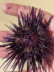 Echinometra vanbrunti