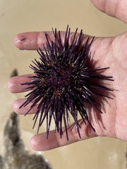 Echinometra vanbrunti