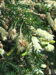 Acacia verticillata
