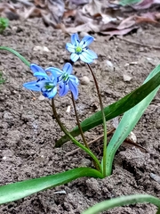 Scilla siberica