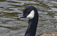 Branta hutchinsii