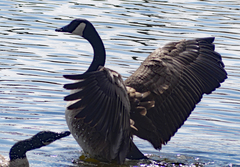 Branta canadensis