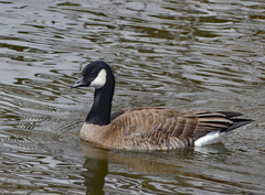 Branta hutchinsii