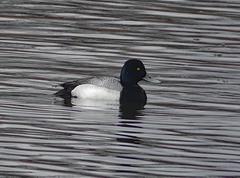 Aythya affinis