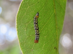 Dioptinae
