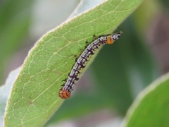 Dioptinae