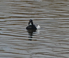 Aythya affinis