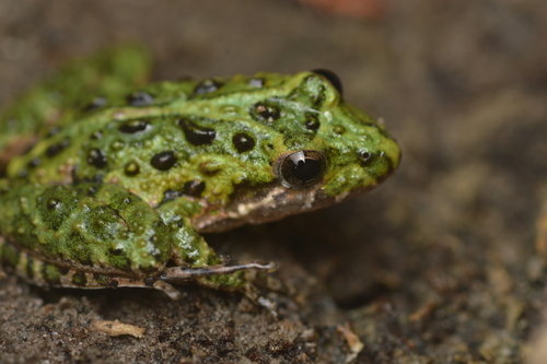 Southern Cricket Frog