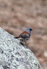 Junco hyemalis dorsalis