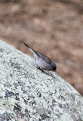 Junco hyemalis dorsalis