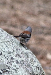 Junco hyemalis dorsalis