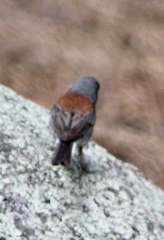 Junco hyemalis dorsalis
