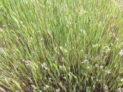 Anthoxanthum aristatum