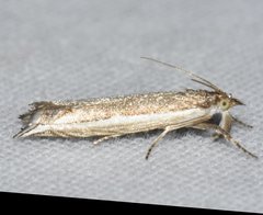 Raphiptera argillaceellus